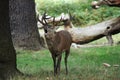 MAMMALS - Red Deer Royalty Free Stock Photo