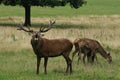 MAMMALS - Red Deer Royalty Free Stock Photo