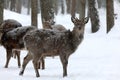 Spotted deer,flower deer mammalIn summer, the color is red-red with white spots, in winter it fades.It feeds on herbaceous plan