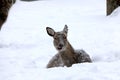 Spotted deer,flower deer mammalIn summer, the color is red-red with white spots, in winter it fades.It feeds on herbaceous plan