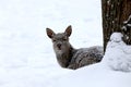 Spotted deer,flower deer mammalIn summer, the color is red-red with white spots, in winter it fades.It feeds on herbaceous plan