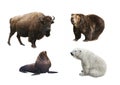 Mammals of Russia on a white background