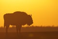 Mammals - wild nature European bison Bison bonasus Wisent herd standing on the meadow