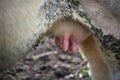 mammary gland of cow in a field