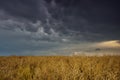 Mammatus cloud after the storm in summer time Royalty Free Stock Photo