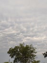 Mammatus Clouds with Trees in Foreground