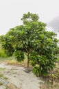 Mammee Sapote Tree