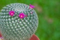 Mammilla cactus flower with green background Royalty Free Stock Photo