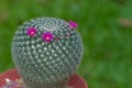 Mammilla cactus with fresh pink flower Royalty Free Stock Photo