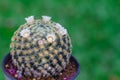 Mammilla cactus in pot Royalty Free Stock Photo