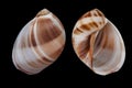 Mammilla melanostoma