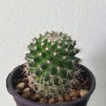 Mammillaria backebergiana, Cactus on pot, Succulent, Cacti, Cactaceae, Tree, Drought tolerant plant.