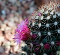 Mammillaria Backebergianna Cactus In Bloom Royalty Free Stock Photo