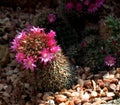 Mammillaria Backebergianna Or Pin Cushion Cactus Royalty Free Stock Photo