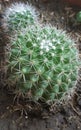 Mammillaria Beckerbegiana Royalty Free Stock Photo