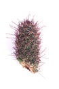 Mammillaria beneckei after cutting half for save a cactus from rotting problem