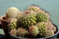 Mammillaria Beneckei Variegata cactus