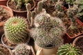 Mammillaria bocasana Blooming with other cacti. Royalty Free Stock Photo