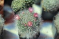 Mammillaria bocasana Royalty Free Stock Photo