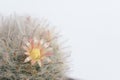 Mammillaria boscana or Fishhooks, Pink flower Powder-puff Cactus, Pink flowered Snowball Cactus