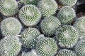 Mammillaria cacti Royalty Free Stock Photo