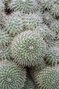 Mammillaria cactus Royalty Free Stock Photo