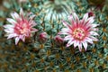 Mammillaria cactus flower with dew