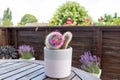 Mammillaria cactus flowers with pink blossom in clay pot Royalty Free Stock Photo