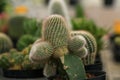 Mammillaria cactus growing very unique
