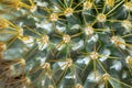Mammillaria cactus with hairy wool near spines