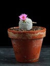 Mammillaria Cactus