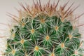 Mammillaria Cactus Royalty Free Stock Photo