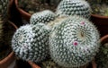 Mammillaria cactus plants in the garden