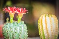 Mammillaria cactus red blooming flower for sale at the tree mark