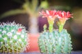 Mammillaria cactus red blooming flower for sale at the tree mark