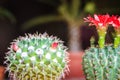 Mammillaria cactus red blooming flower for sale at the tree mark