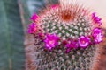 Mammillaria Cactus`s flower