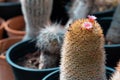 Mammillaria cactus, a special type with little pink flowers,