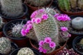 Mammillaria cactus, a special type with pink flowers,