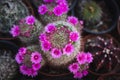 Mammillaria cactus, a special type with pink flowers,