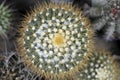 Mammillaria cactus, top view. Royalty Free Stock Photo