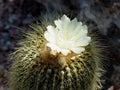 Mammillaria Cactus With White Flower