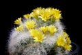 Mammillaria cactus yellow flower blooming