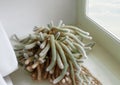 Mammillaria cactuse growing windowsill. Plants and succulents. Botanical home gardening.