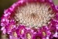 Mammillaria Calacantha cactus Royalty Free Stock Photo
