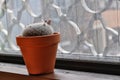 Mammillaria candida in orange pot