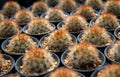 Mammillaria carmenae,.Cactus planted in a pot in the nursery