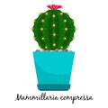 Mammillaria compressa cactus in pot Royalty Free Stock Photo