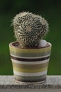 Mammillaria Compressa Cactus in pot: Natural green background Royalty Free Stock Photo