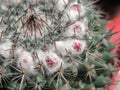 Mammillaria compressa close up Royalty Free Stock Photo